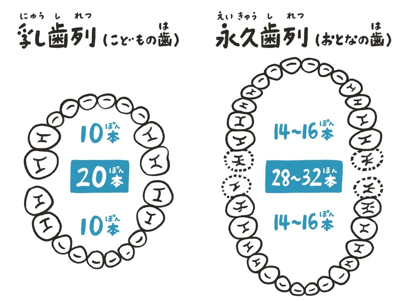 年代別、自分の歯の本数